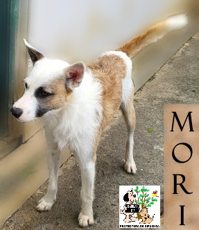 (Español) ADOPTADO (Español) ADOPTADO