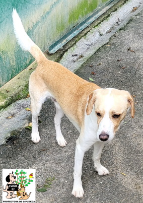 (Español) ADOPTADO (Español) ADOPTADO