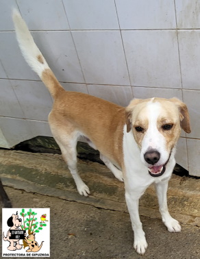 (Español) ADOPTADO (Español) ADOPTADO