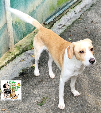 (Español) ADOPTADO (Español) ADOPTADO