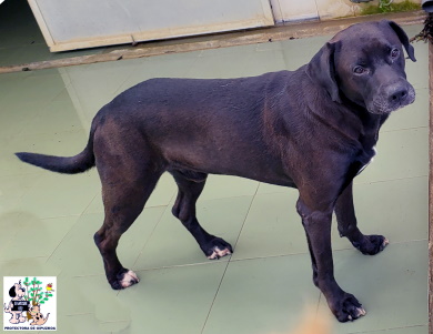 ADOPTADO ADOPTADO
