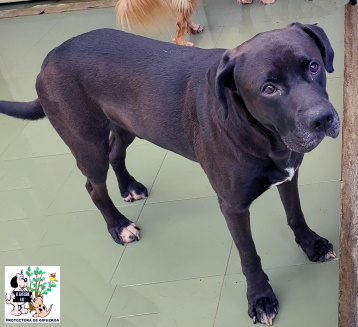ADOPTADO ADOPTADO