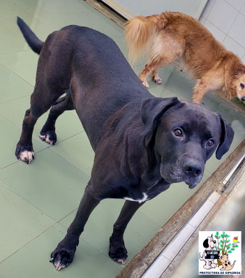 ADOPTADO ADOPTADO