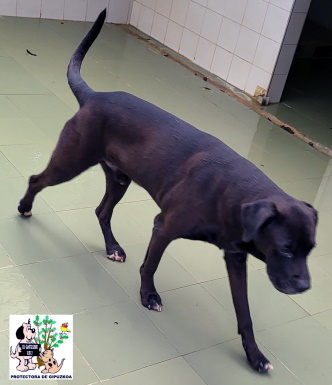 ADOPTADO ADOPTADO