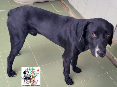 ADOPTADO ADOPTADO