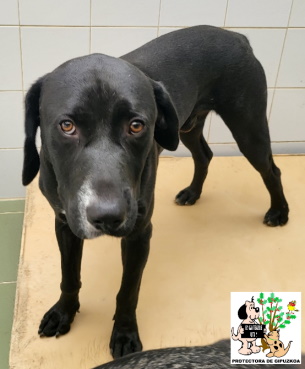 ADOPTADO ADOPTADO