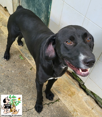 ADOPTADO ADOPTADO