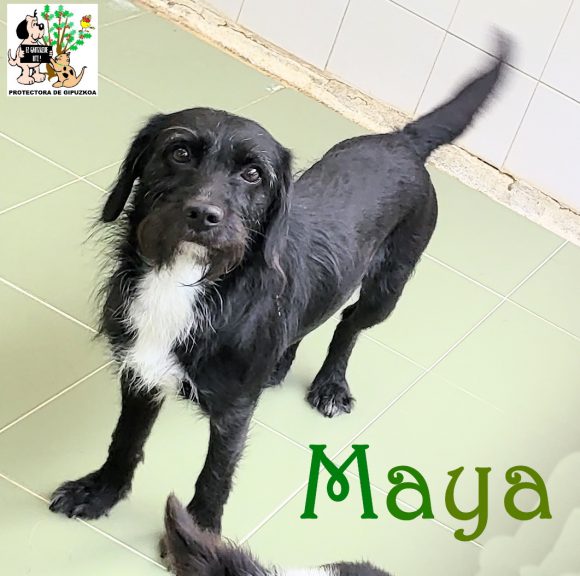 (Español) ADOPTADA