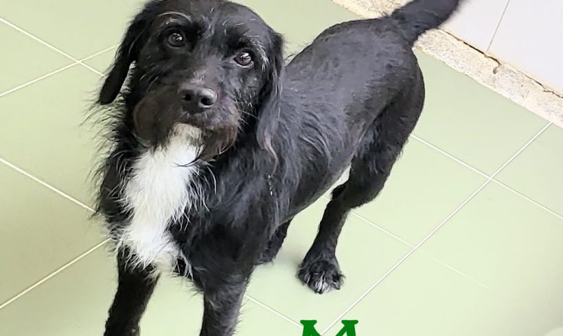 ADOPTADA