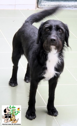 ADOPTADA ADOPTADA