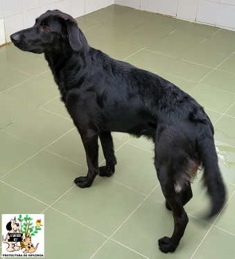 ADOPTADO ADOPTADO