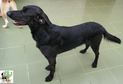 ADOPTADO ADOPTADO
