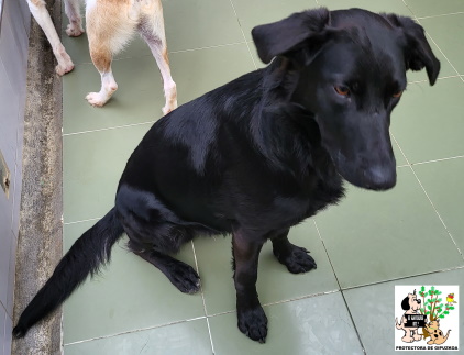 ADOPTADO ADOPTADO