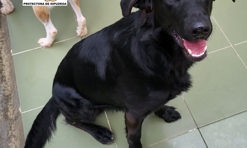 ADOPTADO