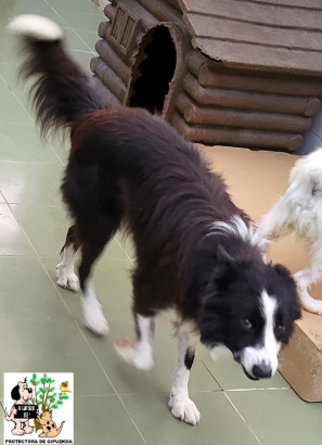 ADOPTADO ADOPTADO