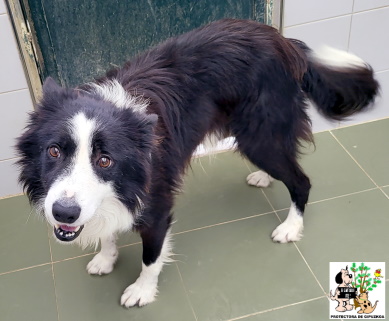 ADOPTADO ADOPTADO
