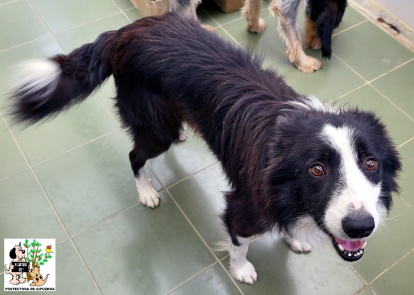 ADOPTADO ADOPTADO
