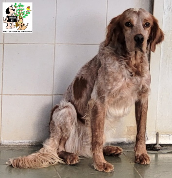 ADOPTADO ADOPTADO