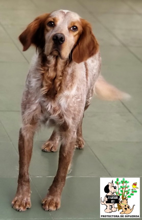 ADOPTADO ADOPTADO