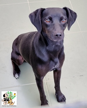 ADOPTADO ADOPTADO