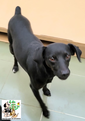 ADOPTADO ADOPTADO