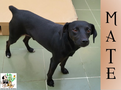 ADOPTADO ADOPTADO