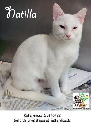 (Español) ADOPTADA