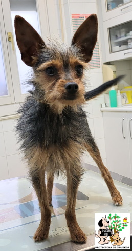 ADOPTADO ADOPTADO