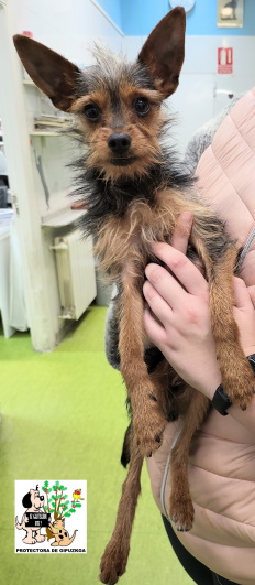 ADOPTADO ADOPTADO
