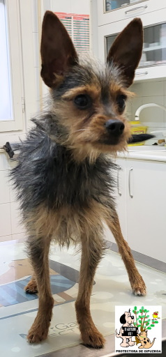 ADOPTADO ADOPTADO
