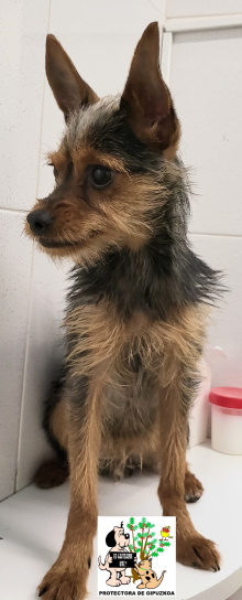 ADOPTADO ADOPTADO