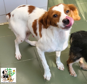 (Español) ADOPTADA (Español) ADOPTADA