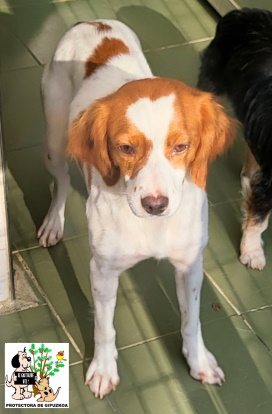 (Español) ADOPTADA (Español) ADOPTADA