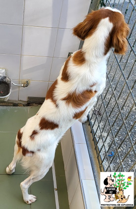 (Español) ADOPTADA (Español) ADOPTADA