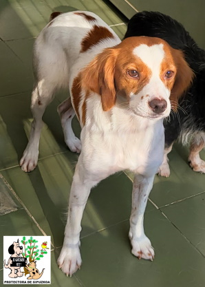 (Español) ADOPTADA (Español) ADOPTADA