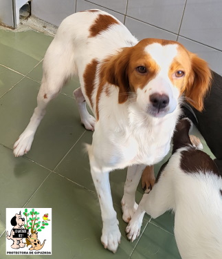 (Español) ADOPTADA (Español) ADOPTADA