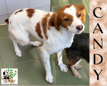 (Español) ADOPTADA (Español) ADOPTADA