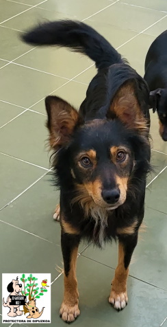 (Español) ADOPTADO (Español) ADOPTADO