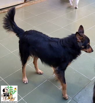 (Español) ADOPTADO (Español) ADOPTADO