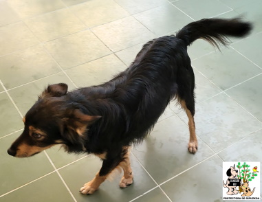 (Español) ADOPTADO (Español) ADOPTADO