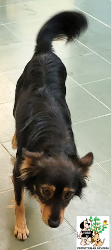 (Español) ADOPTADO (Español) ADOPTADO