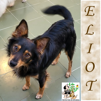 (Español) ADOPTADO (Español) ADOPTADO