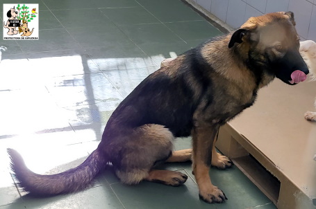 (Español) ADOPTADO (Español) ADOPTADO