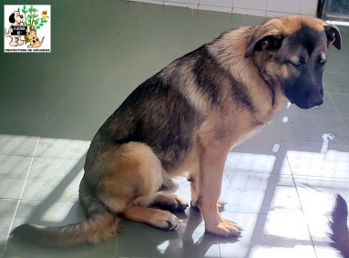 (Español) ADOPTADO (Español) ADOPTADO