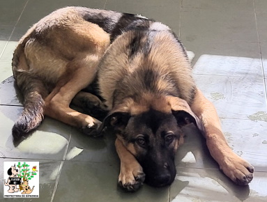 (Español) ADOPTADO (Español) ADOPTADO
