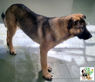 (Español) ADOPTADO (Español) ADOPTADO