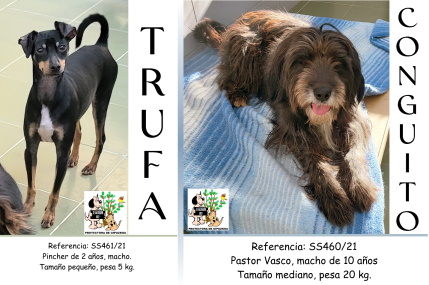 (Español) TRUFA (ADOPTADO) y CONGUITO (Español) TRUFA (ADOPTADO) y CONGUITO