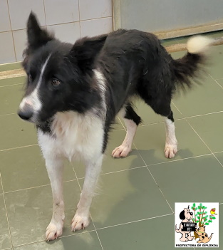 ADOPTADO ADOPTADO