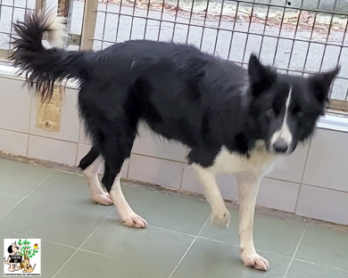 ADOPTADO ADOPTADO