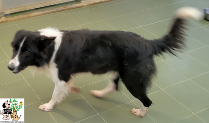 ADOPTADO ADOPTADO